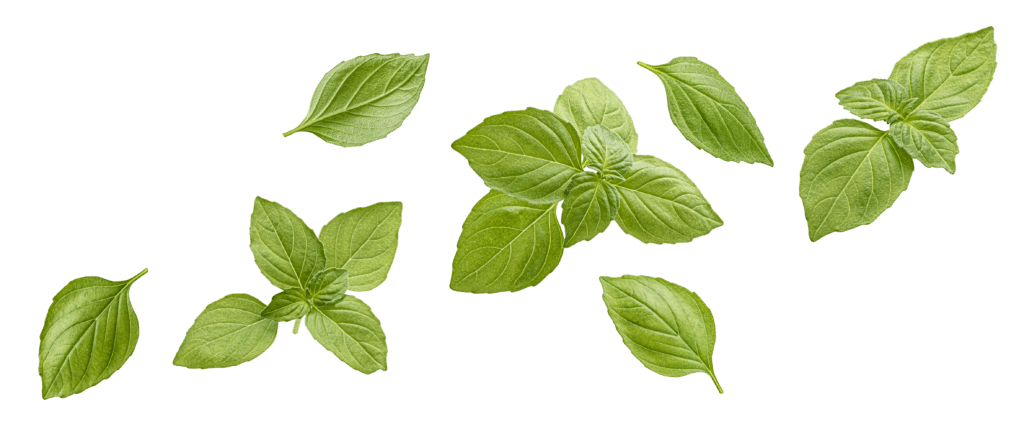 basilic Piamore pizzeria Faverges